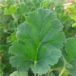 Pelargonium Ardens